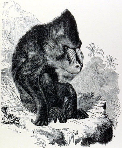 The monkey folk of South Africa