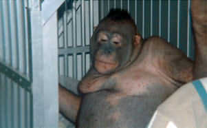 orangutan Shaved sex