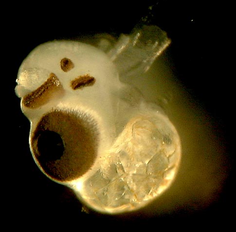 Rhopalium Box Jelly